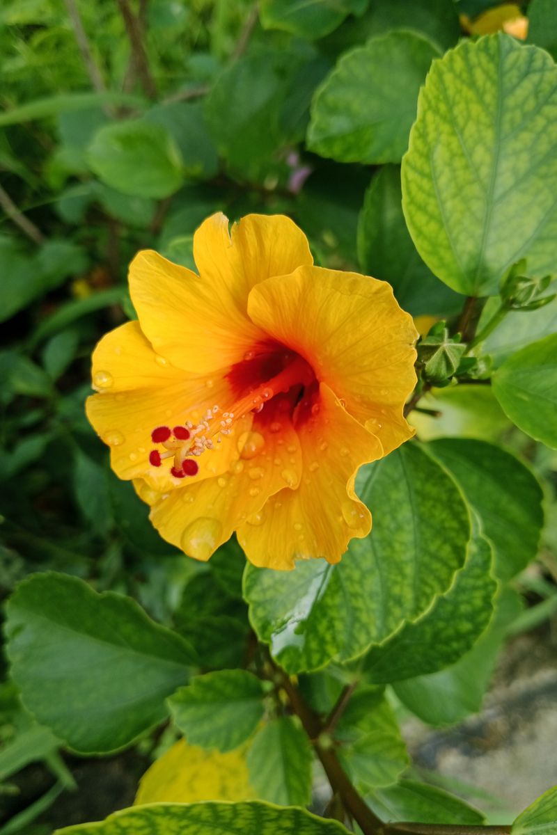 Bloemen