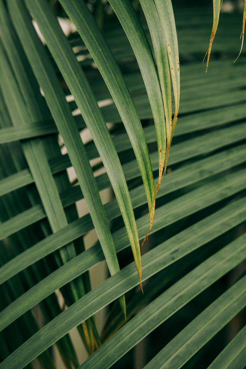 Palm leaves